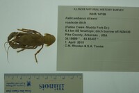Fallicambarus (Fallicambarus) image